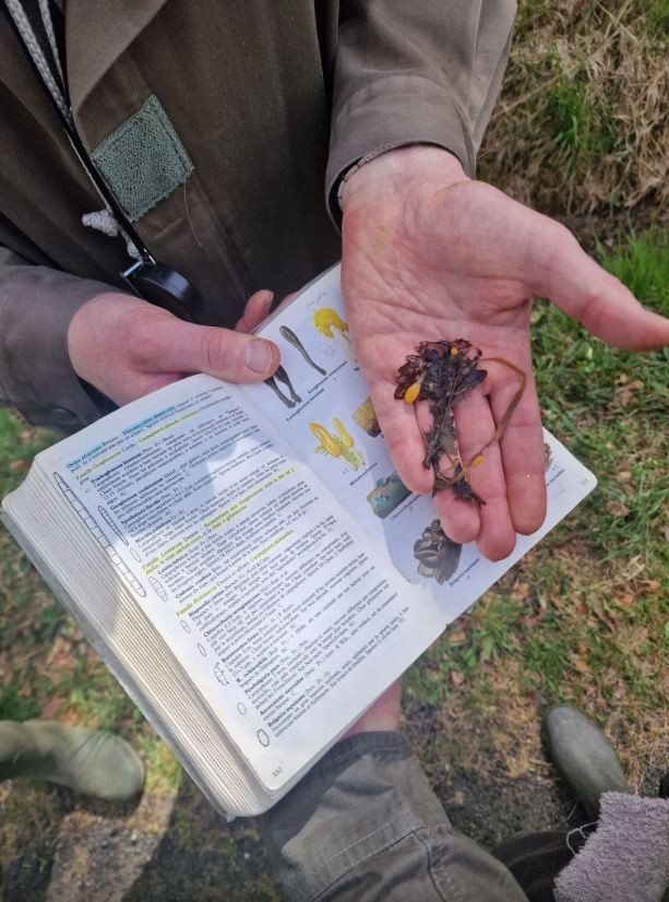 Champi L'aigle | Champi L'aigle