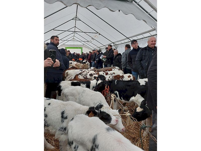 Marché aux veaux à la foire de la Sainte-Catherine | Mairie de Briouze