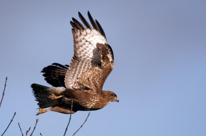 les oiseaux de proie | PNRP les oiseaux de proie | PNRP
