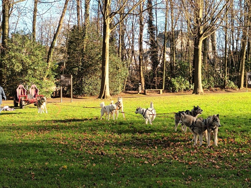 Chiens de traineau 2023 à Flers | UCIA Les Vitrines de Flers Chiens de traineau 2023 à Flers | UCIA Les Vitrines de Flers