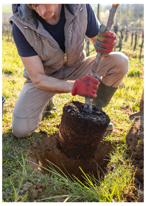 30 novembre marché aux arbres visuel | canva