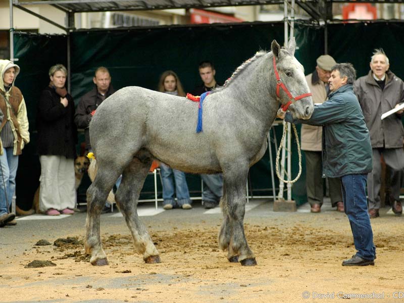 Foire aux poulains percherons - Le Mêle sur Sarthe | ©D. Commenchal
