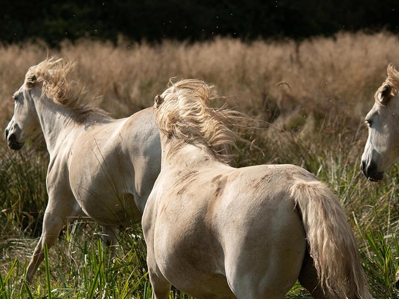 Marais du Grand Hazé | © D. Commenchal