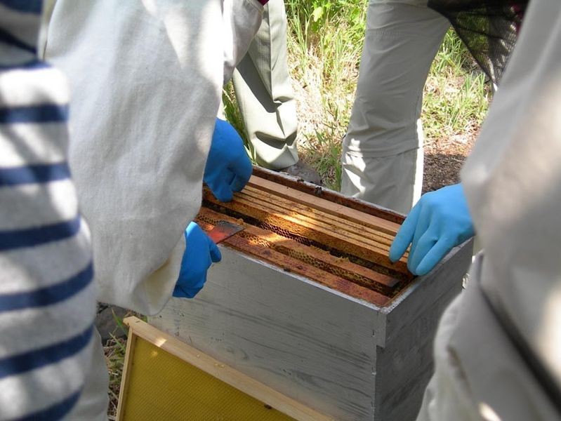 ecomusee-apiculture_1_800 | ©ecomuseeduperche