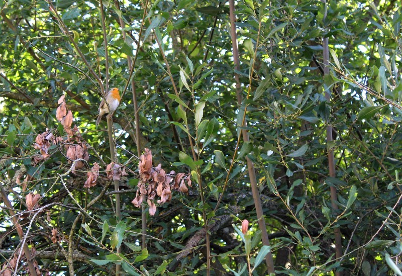 IMG_7184 - Copie | (c) OT Sées