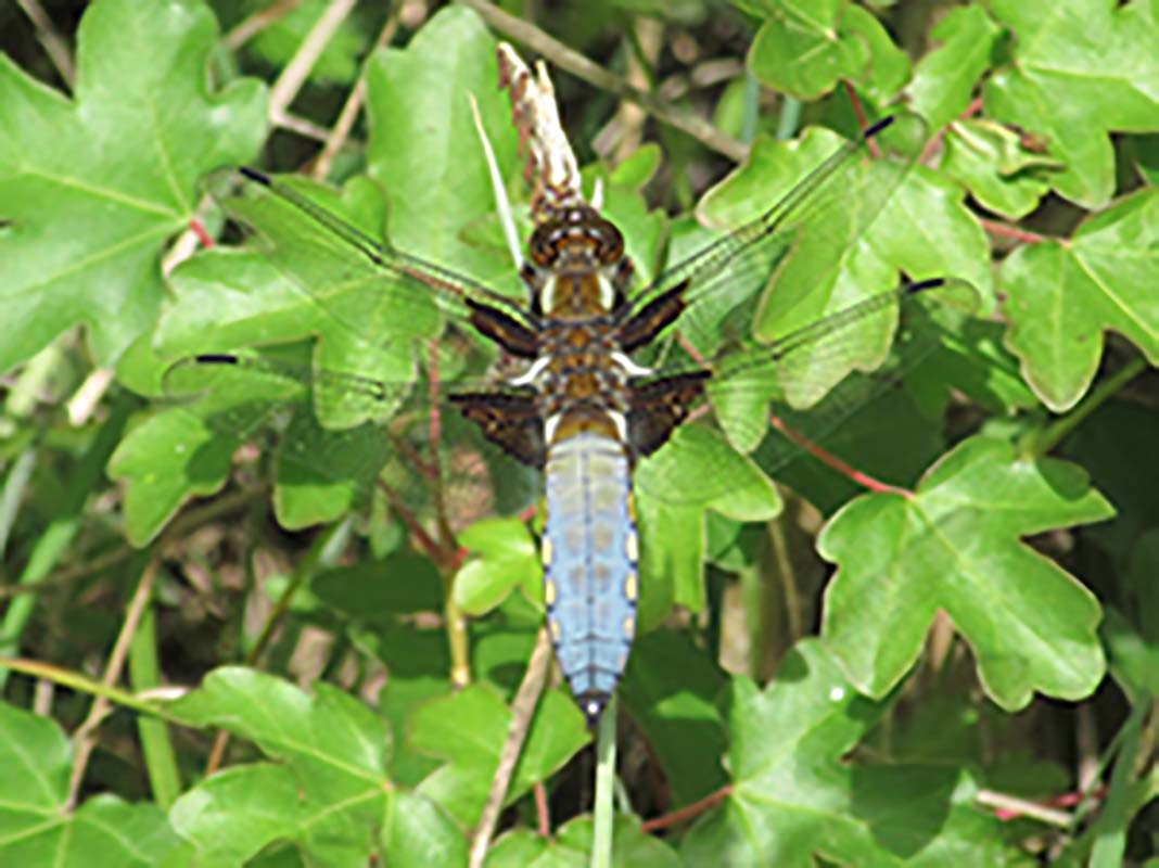 la Libellule déprimée800 (un mâle) | PNRP