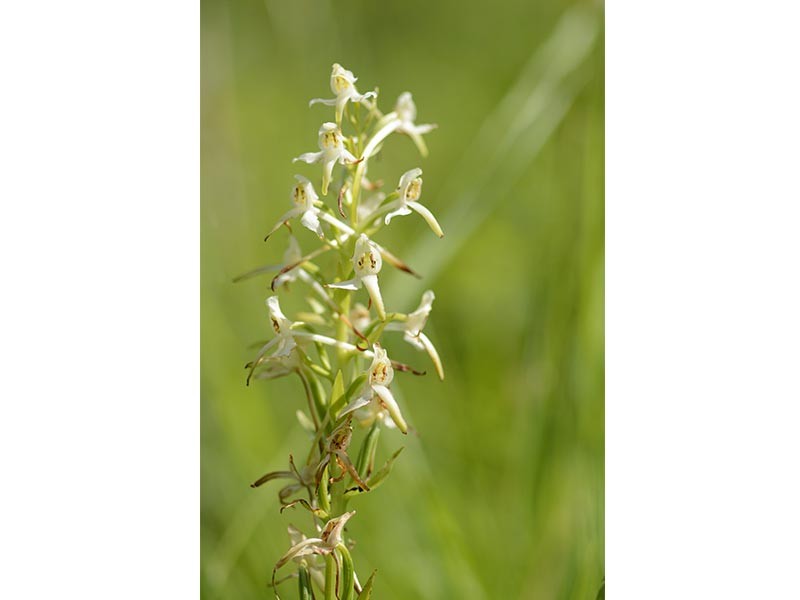 Orchidees-cph-jcrocis | © J. Crocis