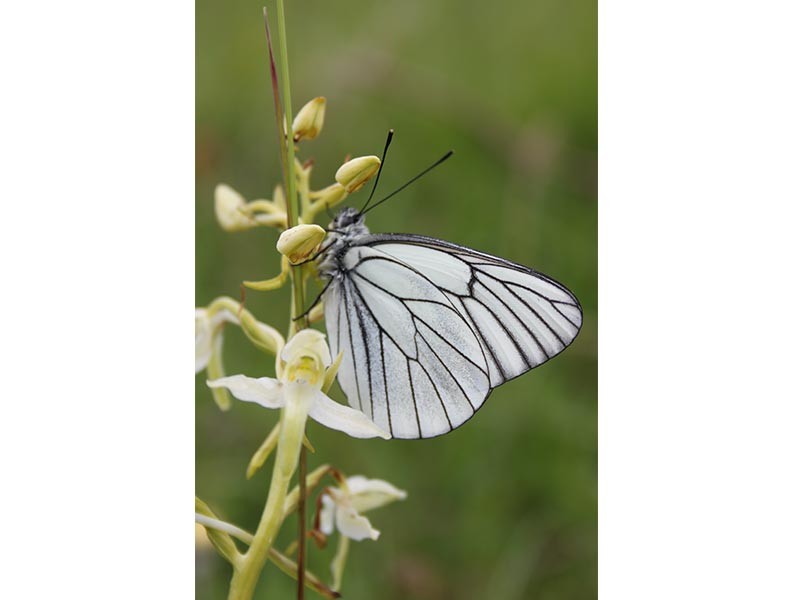 Papillon_Gaze-cphJ-CROCIS | © J. Crocis