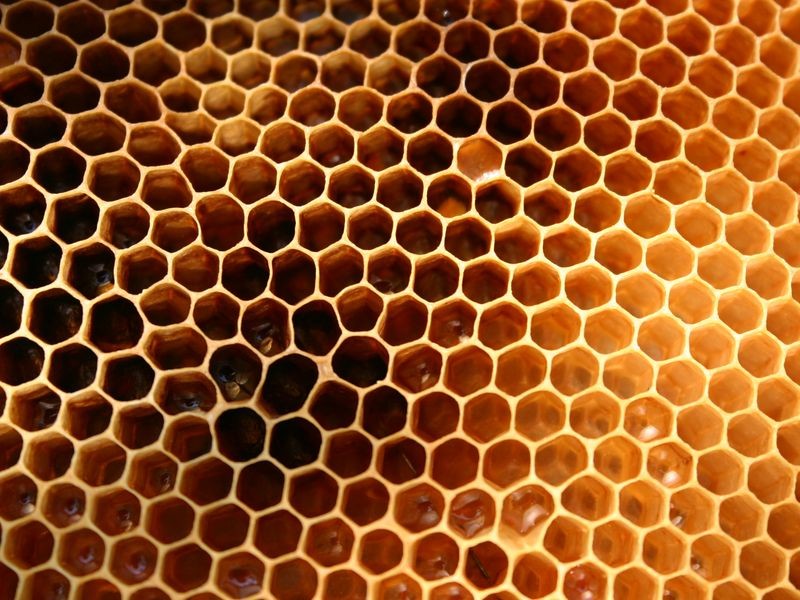 ecomusee_apiculture9_800 | ©ecomuseeduperche