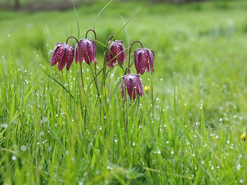 Les Méandres de l'Orne | © C Aubert