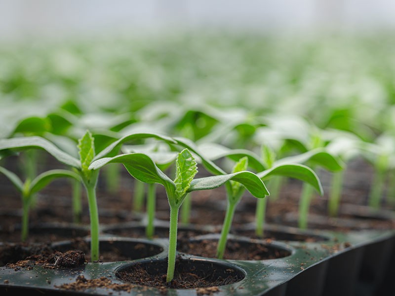 Melon seedlings in a tray, Sprouted seedlings are planted on black tray in the greenhouse. | AdobeStock