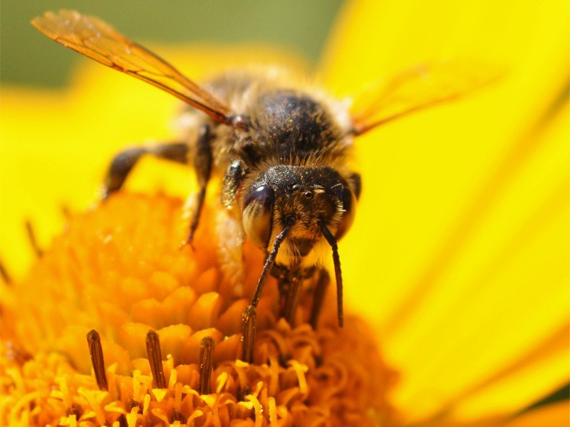 Abeilles-Fotolia_24993876_L | Fotolia_24993876_L