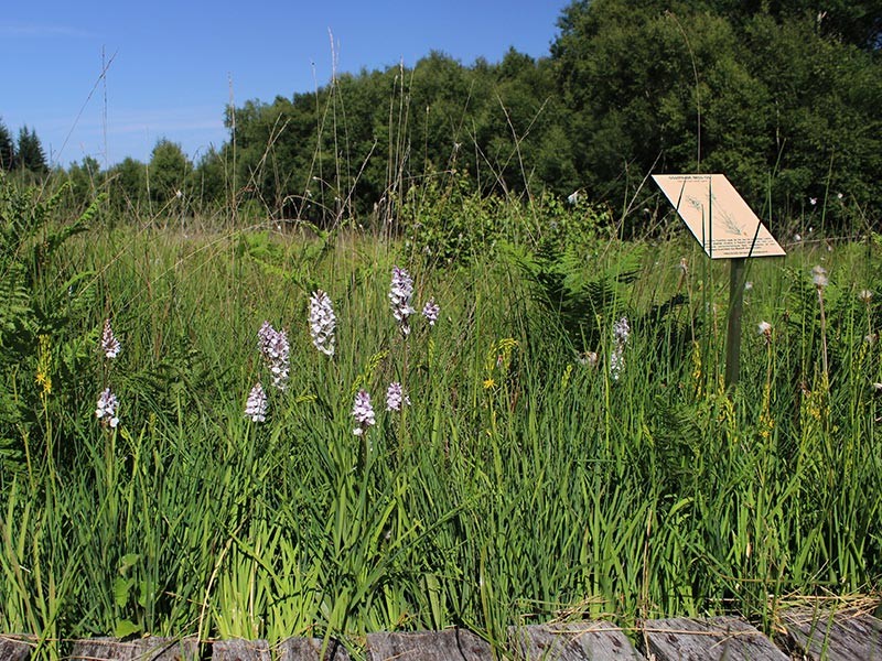 Les Petits Riaux | © JE Rubio