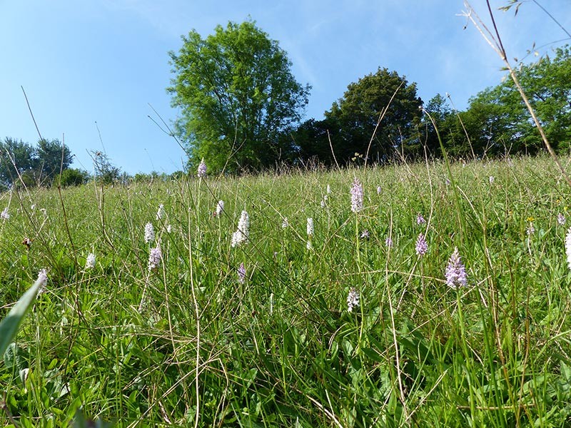 Le Coteau de la Butte | © CD 61