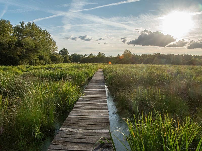 Marais du Grand Hazé | © D. Commenchal