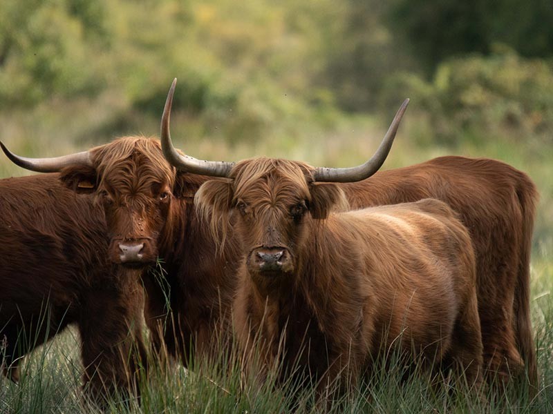 Marais du Grand Hazé | © D. Commenchal