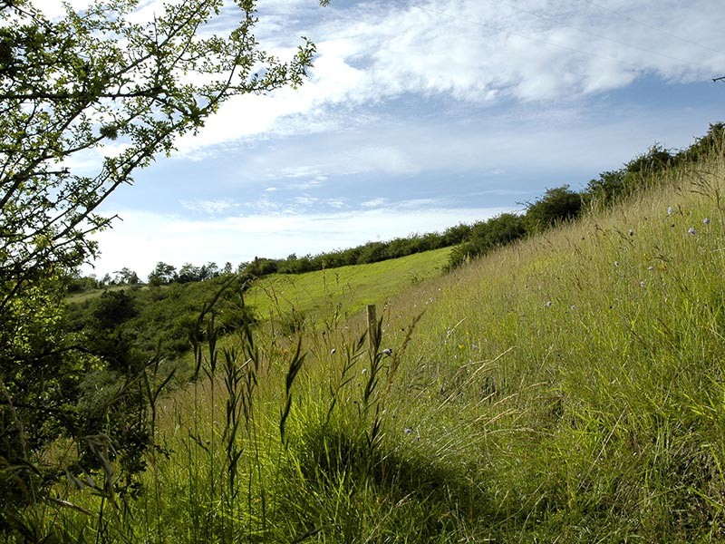 Le Coteau de la Bandonnière | Le Coteau de la Bandonnière © D.Commenchal