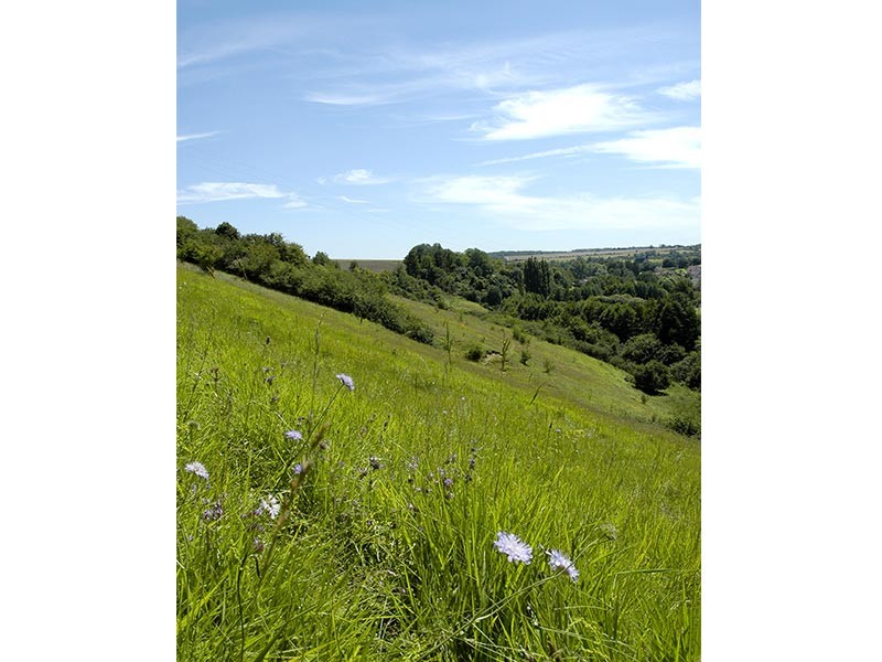 Le Coteau de la Bandonnière | Le Coteau de la Bandonnière © D.Commenchal
