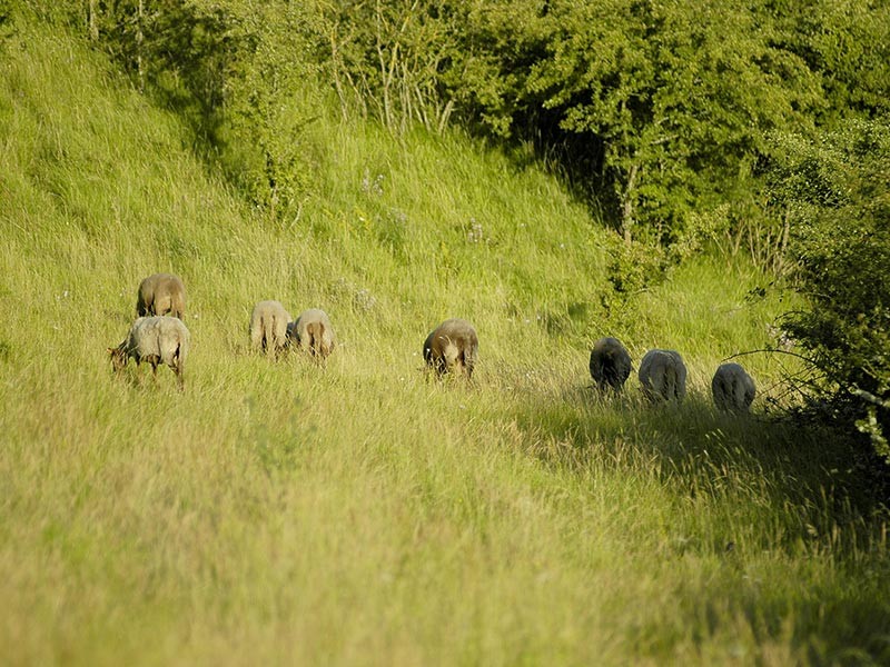 Le Coteau de la Bandonnière | Le Coteau de la Bandonnière © D.Commenchal