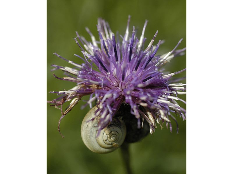 Le Coteau de la Bandonnière | Le Coteau de la Bandonnière © D.Commenchal