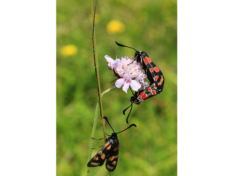 Le Coteau de la Bandonnière | Le Coteau de la Bandonnière © JE Rubio