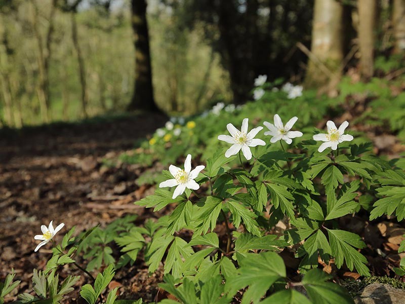 Le Camp de Bierre | Le Camp de Bierre © C Aubert