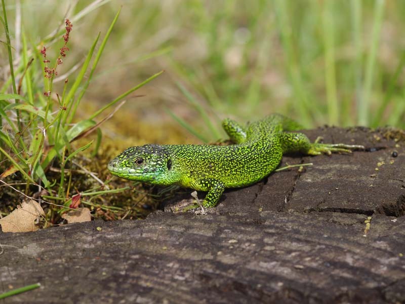 La Roche d'Oëtre - St Philbert sur Orne | ©Benoit Lesecq