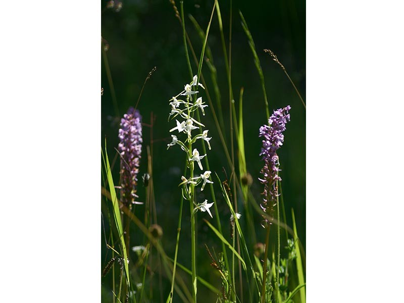 Le Coteau des Champs Genêts | Les Champs Genêts © JE Rubio