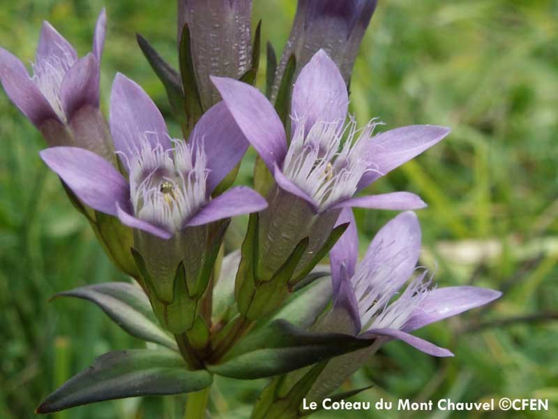 Le Coteau du Mont Chauvel | © CFEN