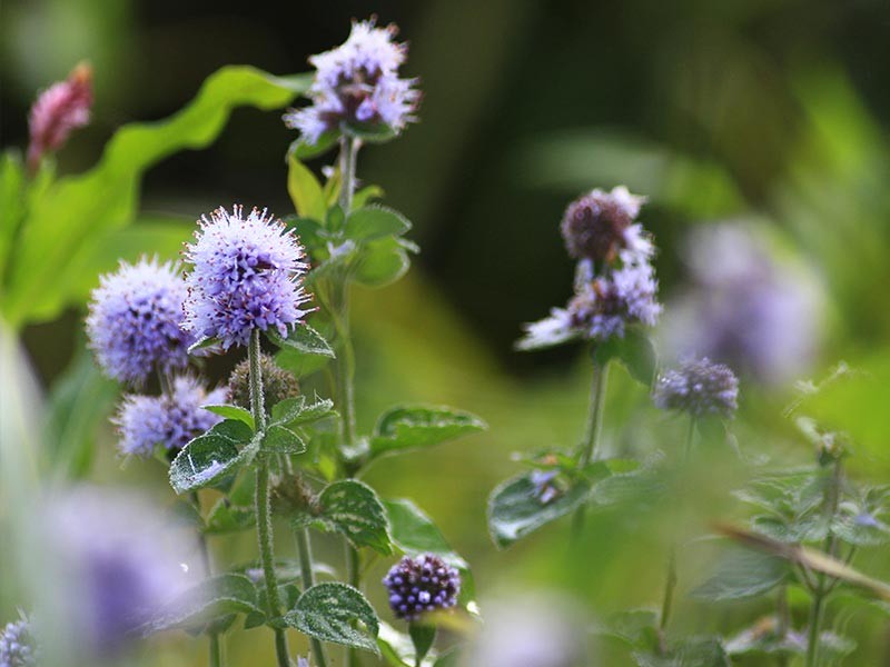 Les prairies de Campigny | © JE Rubio