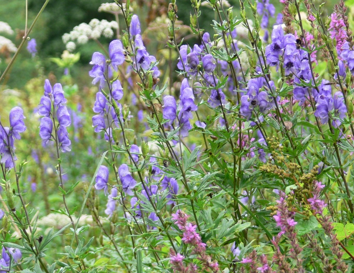 Aconit Napel - Les prairies de Campigny | © CD 61