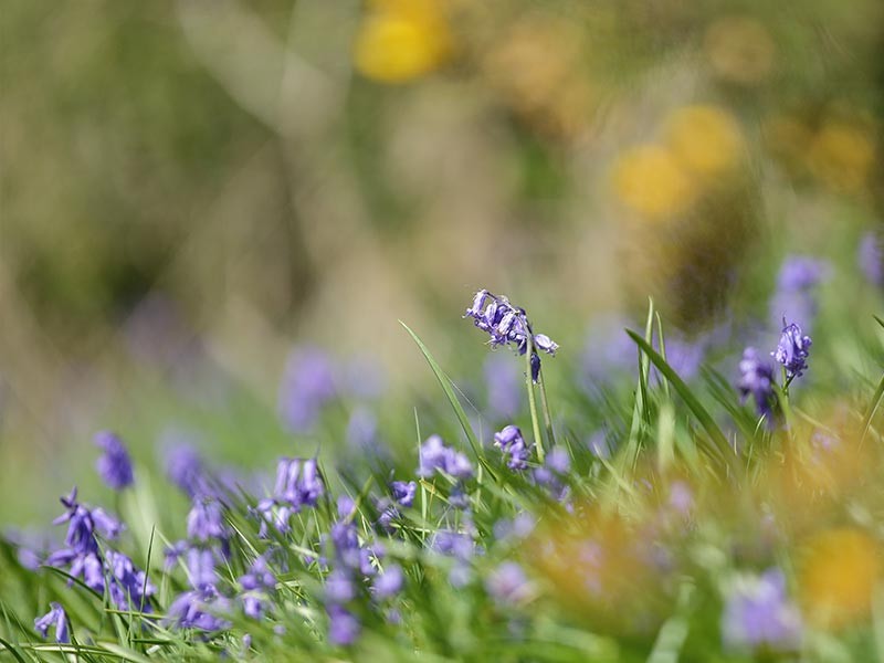 Les Méandres de l'Orne | © C Aubert