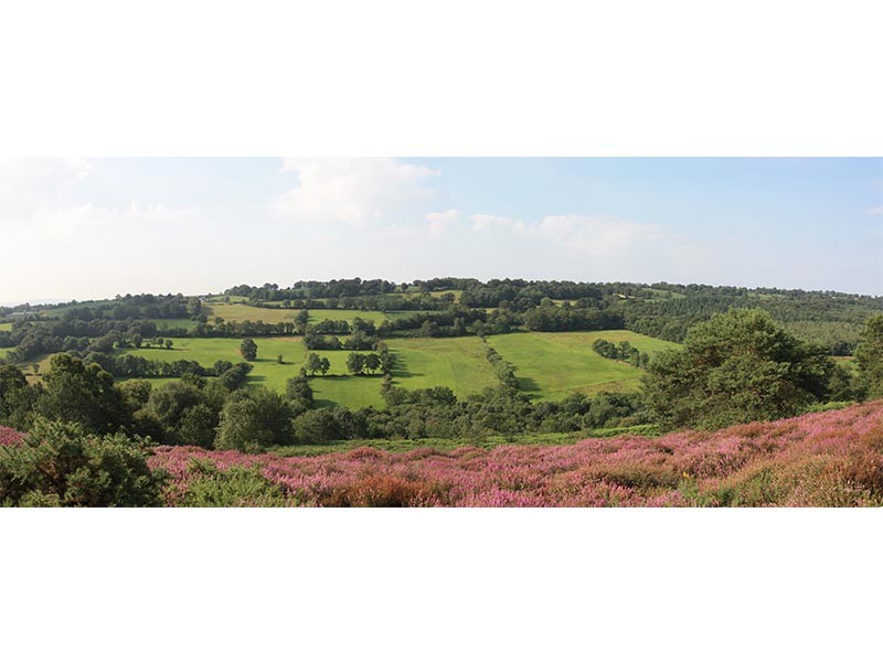 Les Landes du Tertre Bizet | Les Landes du Tertre Bizet © CD 61