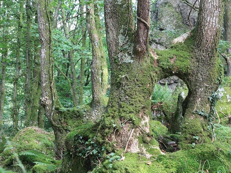 La Fosse Arthour | © CD 61