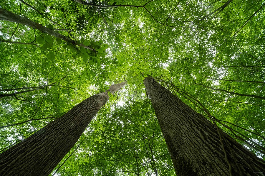 La Forêt de Bourse | D. Commenchal