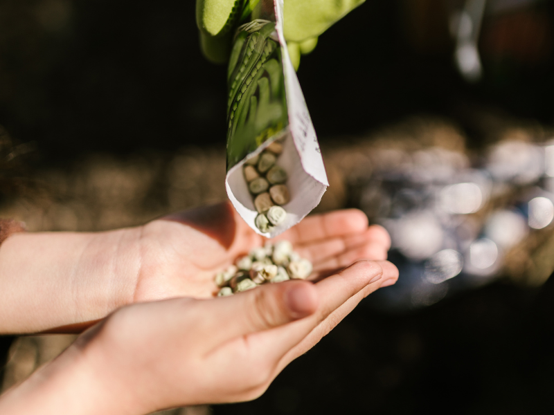 Briouze tourinsoft (800 x 600 px) - troc graines | Méd. Briouze