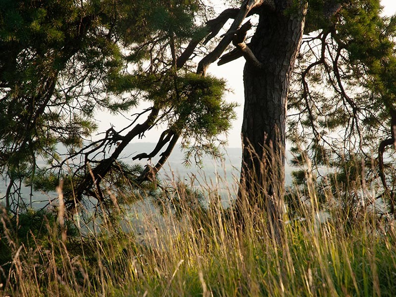 Les Coteaux Historiques | © D.Commenchal