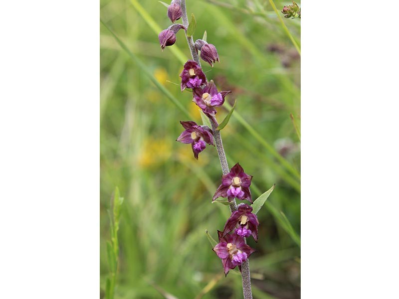 Epipactis-atrorubens-cph-JE-RUBIO | © JE Rubio