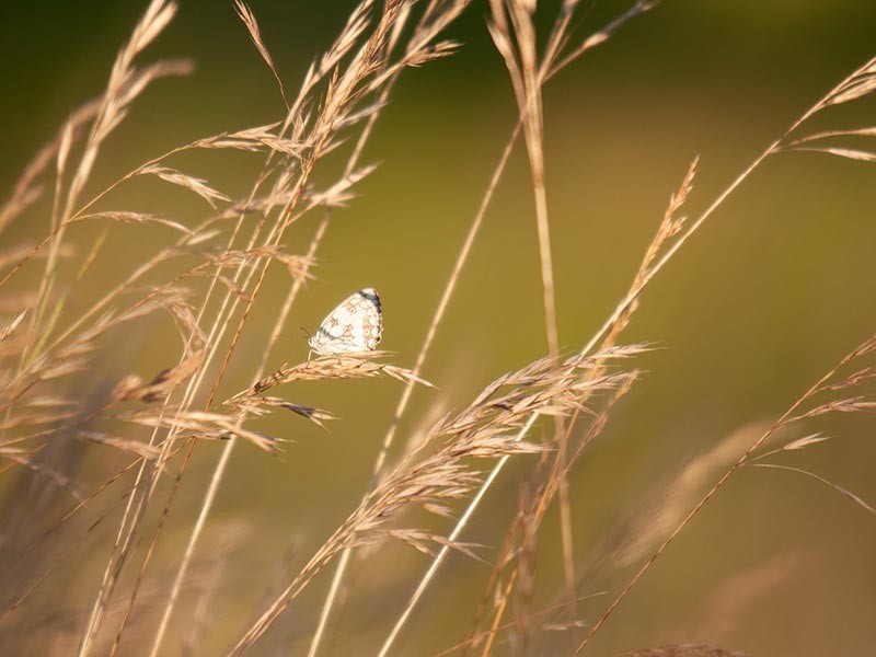 Les Coteaux Historiques | © D.Commenchal