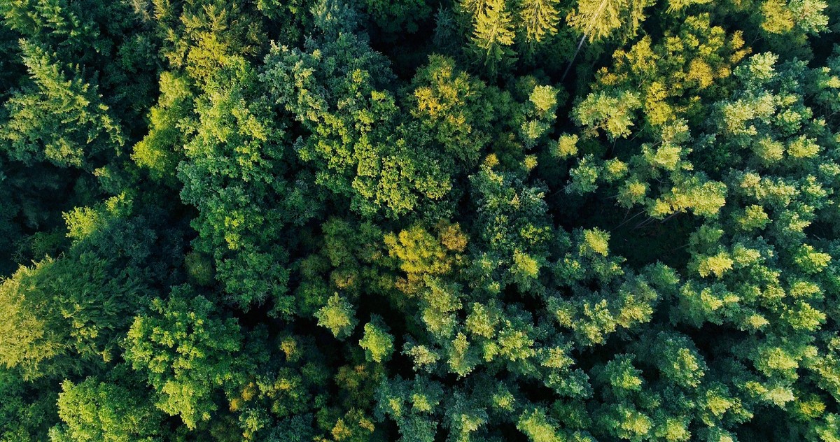 bagnoles-orne-foret-andaines-nature-arbre-vue-ciel | Destination Domfront Bagnoles
