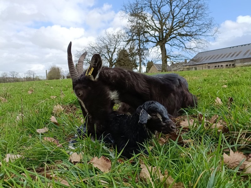 Chèvre et chevreau800 | @maraichèvre