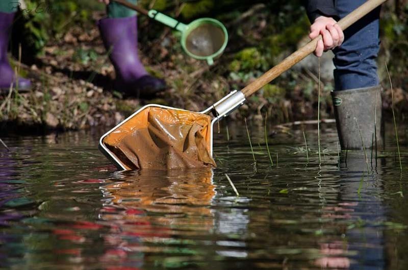 Que-de-vie-dans-la-mare-bea-gillot | Béa Gillot