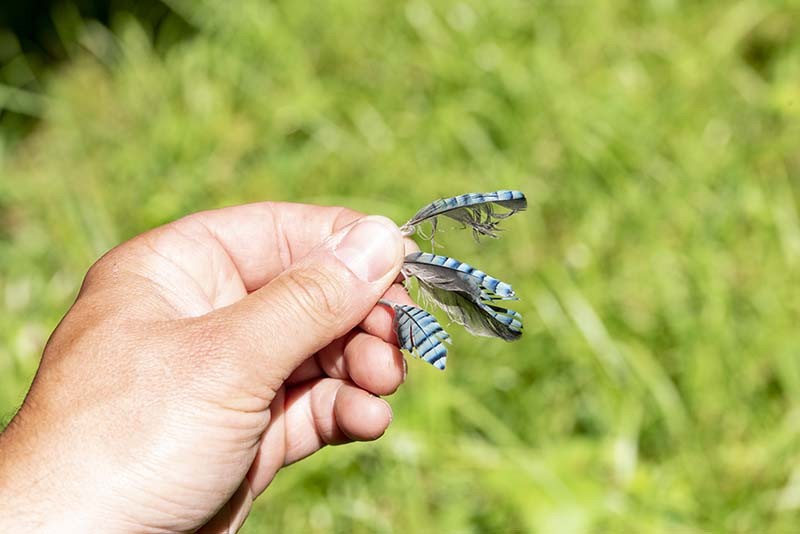 Geai-des-chenes-plumes-juvenile-HVO-N2000-beagillot-2024-77 | Béa Gillot