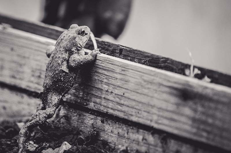 beagillot-crapaud--2--2 | Béa Gillot