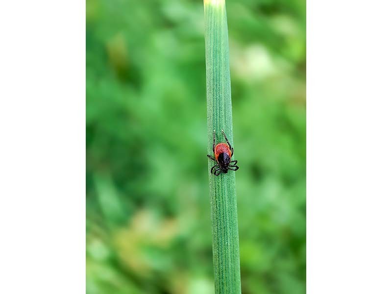 TIQUE-MJ-800 | Manon JEAN