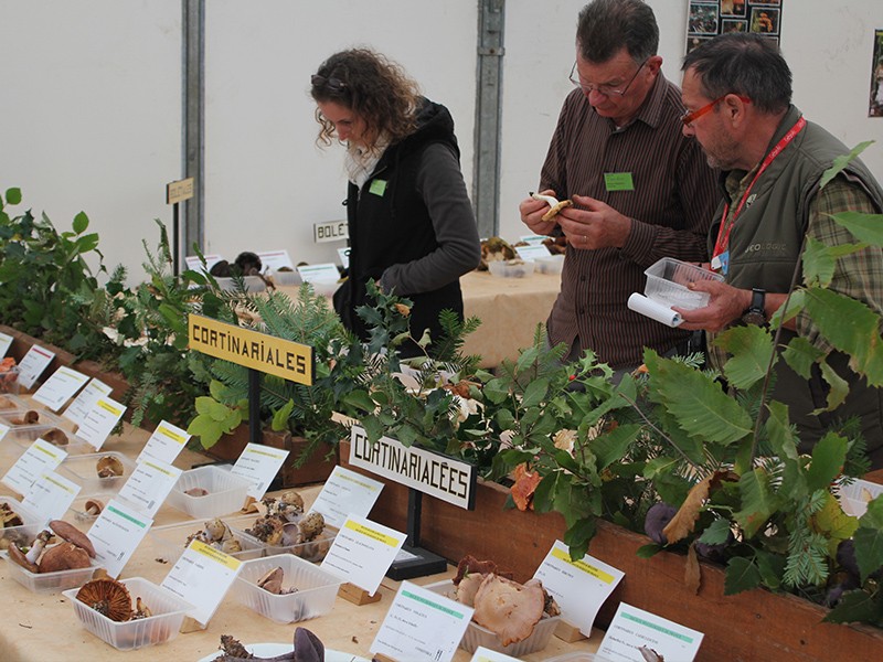 Mycologiades de Bellême | ©COMIB