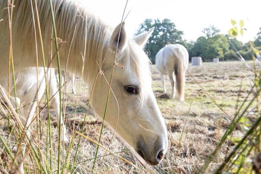 N2000-calendrier-MGH--begillot-91--13- | Béa Gillot