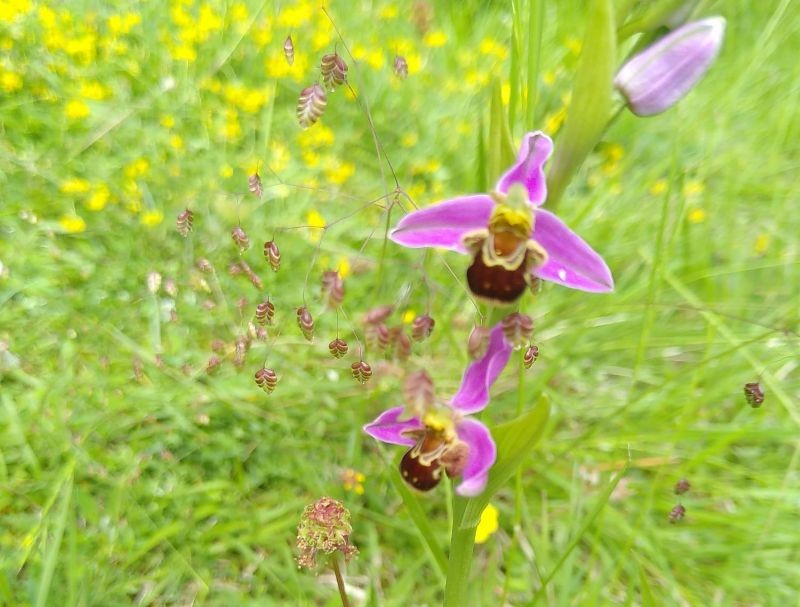 Sortie Orchidée_sauvage à Sap-en-Auge | Domaine Sauvage Le Costil