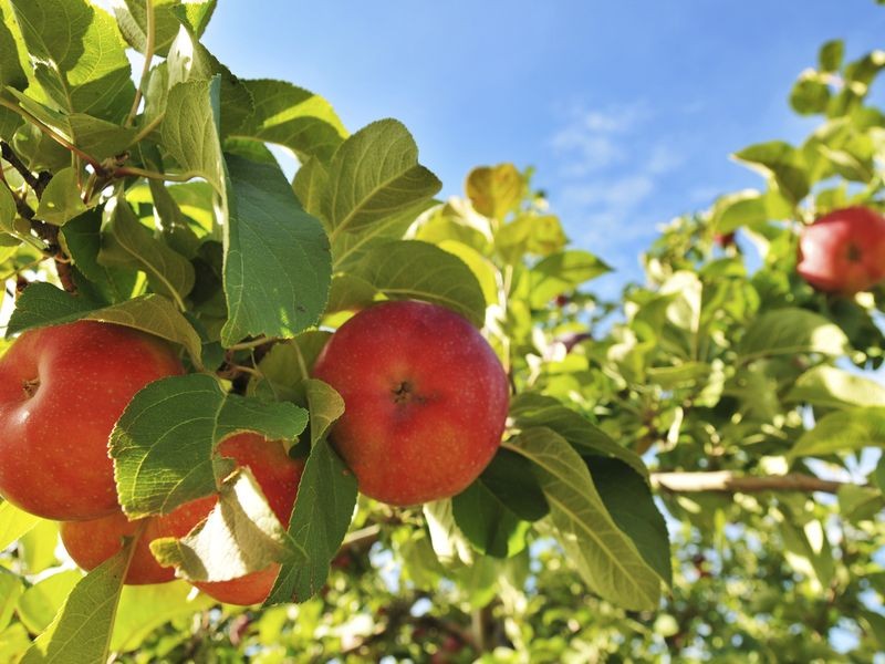 iStock_000014035245_Large | iStock