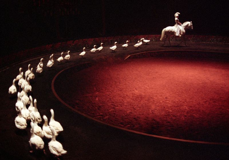 Exposotion Zingaro au Pin-au-Haras | A.Poupel